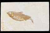 Fossil Fish (Knightia) - Wyoming #109961-1